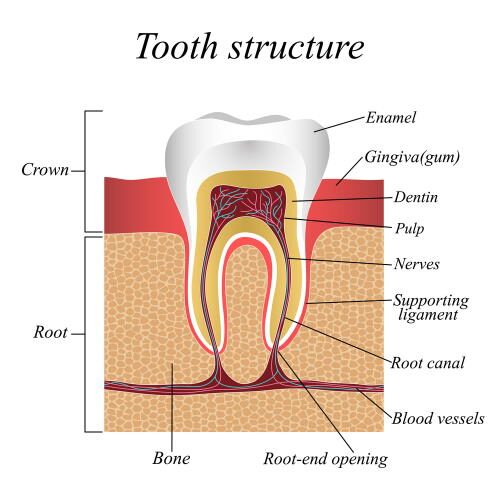 Root Canal in Wayland & Watertown, MA